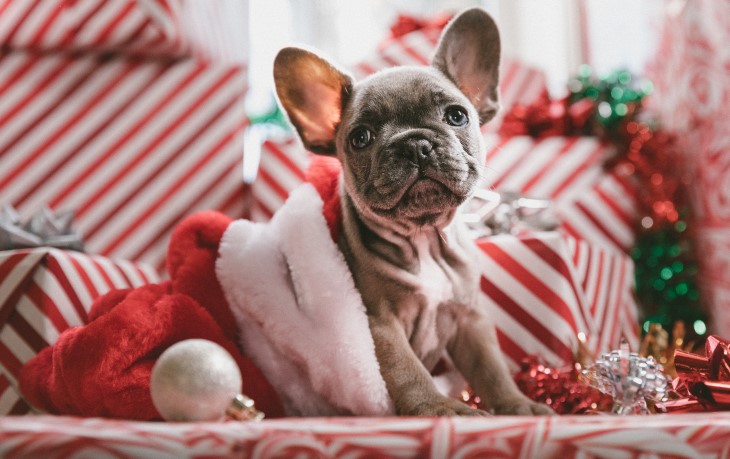 christmas puppy