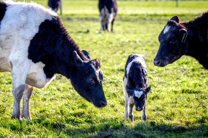 Two cows standing next to a calf in a field. 