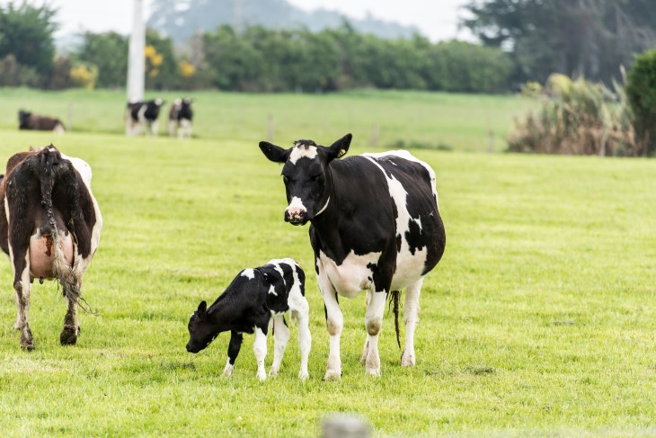 A cow standing in a field next to her calf. 