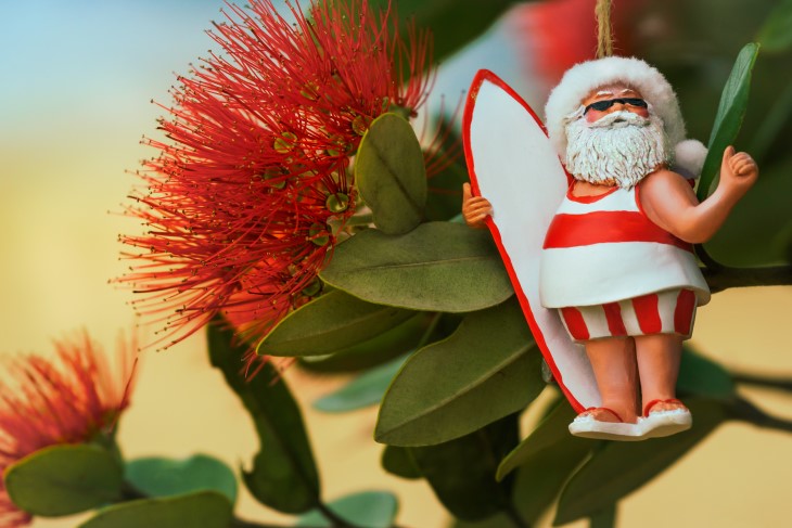 A Santa Claus decoration hanging in a pōhutukawa tree. 