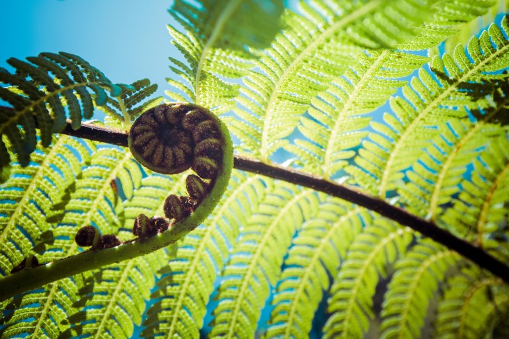 A green fern plant photographed from below looking up to a bright blue sky.