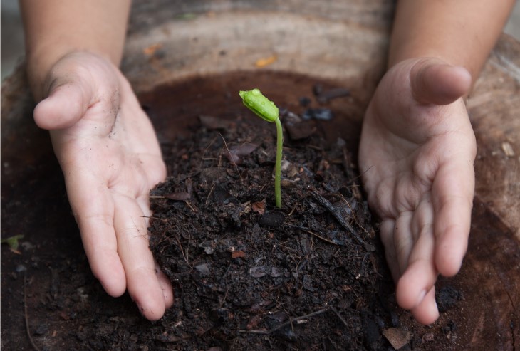 A freshly-planted seedling in a plant pot being cradled by a pair of hands.